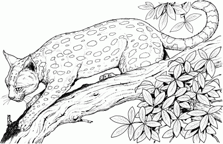 Big Cat Coloring Pages