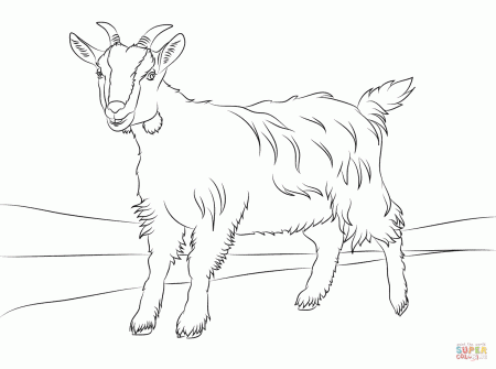 Cute Goat coloring page | Free Printable Coloring Pages