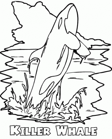 Amazing killer whale coloring page