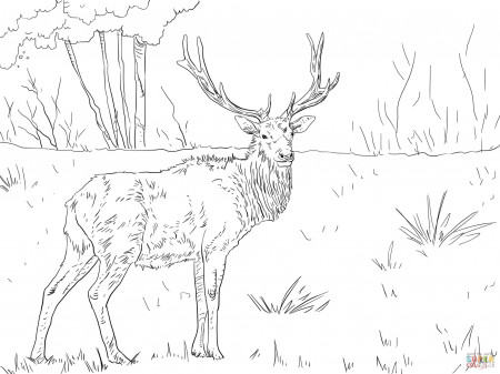 Roosevelt Elk coloring page | Free Printable Coloring Pages