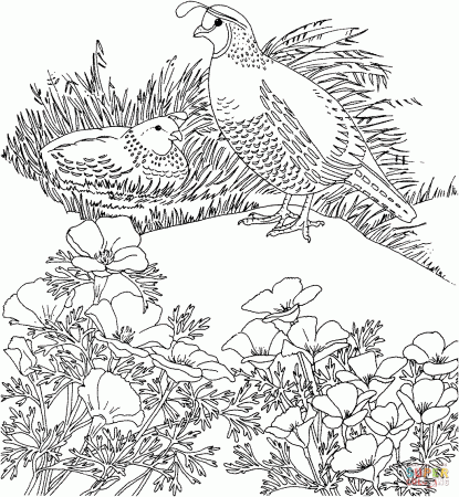 California valley quails and poppy flower coloring page | Free ...