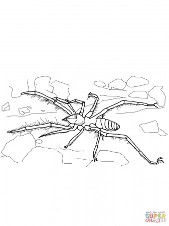 Spiders coloring pages | Free Coloring Pages
