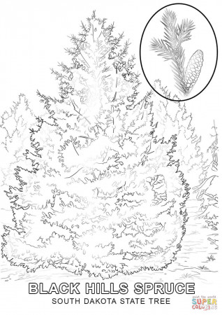 South Dakota State Tree coloring page | Free Printable Coloring Pages