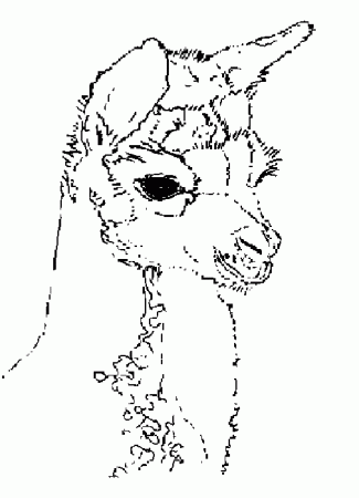 Openherd: Openherd - DAFI Alpacas - Coloring Pages