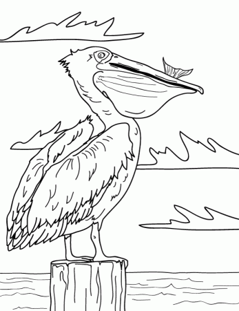 Free printable pelican coloring page. Download it at  https://museprintables.com/download/coloring-page/pelican/ | Pelican art,  Pelican drawing, Art drawings simple