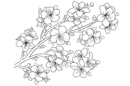 Flower Coloring Pages - 15 Free Flower Pictures to Print and Color