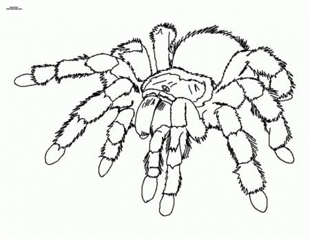 Cartoon Images Of Spiders - Cliparts.co
