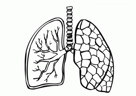 Respiratory System Coloring Page