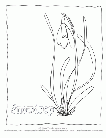 Snowdrop Flowers to Color, Snowdrop Pictures from our Flower 