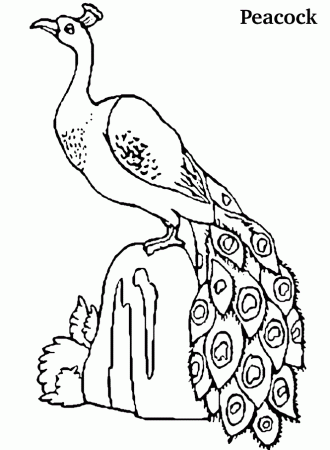 Coloring Pages of Peacock | Coloring Pages