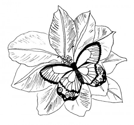flowers-and-butterfly-coloring-pages - Free & Printable Coloring 
