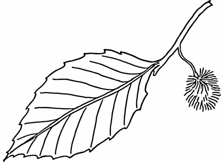 Autumn Leaves Coloring Pages Kids Coloring Pages Coloring 145052 