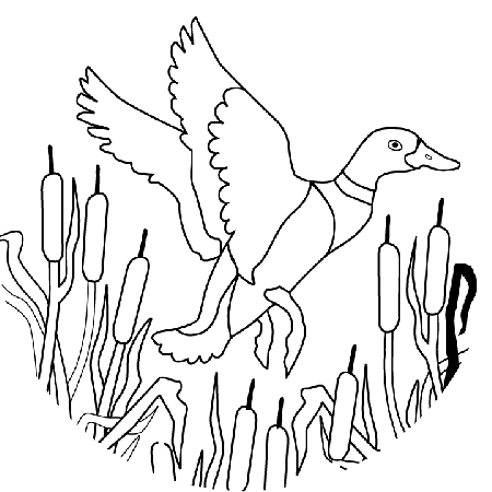 Flying Duck Picture - Flying Duck Coloring Page