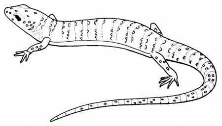 Lizard Coloring Pages For Kids