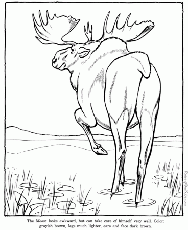Moose Coloring Pages | Coloring Pages