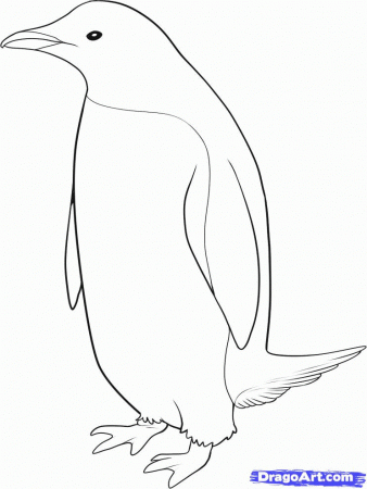How to Draw a Penguin, Step by Step, Birds, Animals, FREE Online 