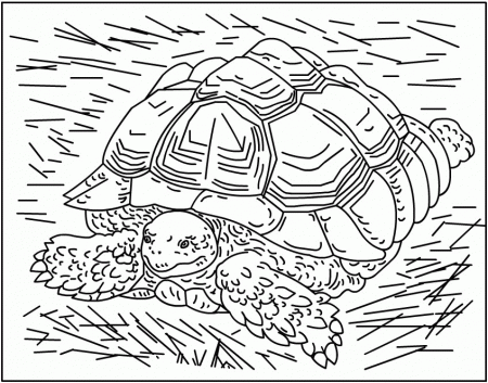 Nicole's Free Coloring Pages: October 2006