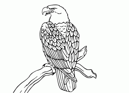 Kids Coloring American Bald Eagle Coloring Page American Bald 