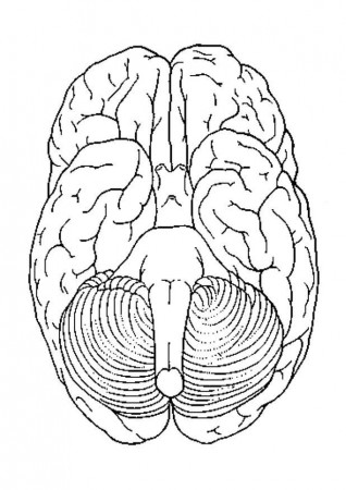 Brain Parts Coloring Pages | Free Download Kids Coloring Printable