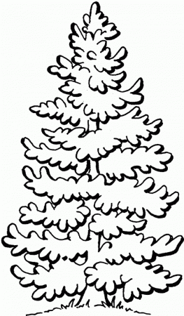 Beautiful Pine Tree Coloring Pages Kidskat ClipArt Best 247348 