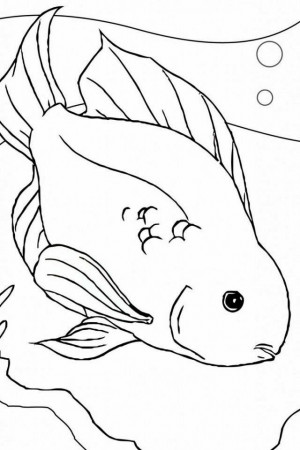 Betta Fish Coloring Pages | download free printable coloring pages