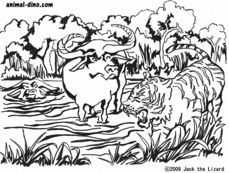 Animal Coloring Page (Water Buffalo and Tiger) Print Size - Jack 