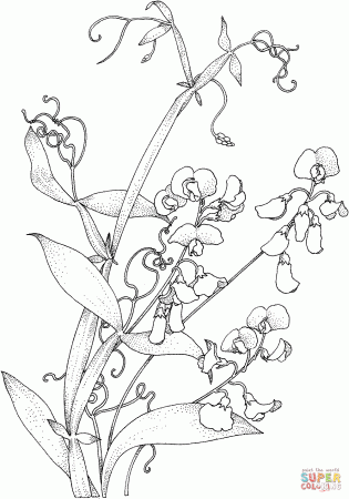 Sweet Pea Vine coloring page | Free Printable Coloring Pages