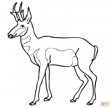 Pronghorn coloring pages | Free Coloring Pages