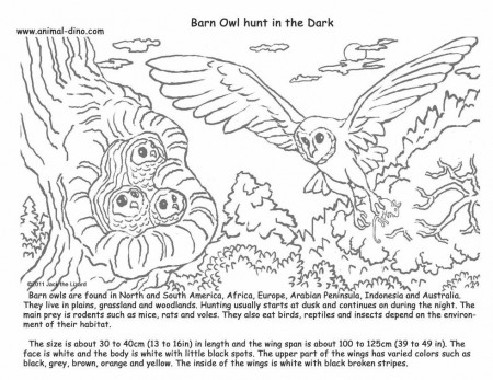 Animal Coloring Page (Barn Owl) Print Size - Jack the Lizared ...