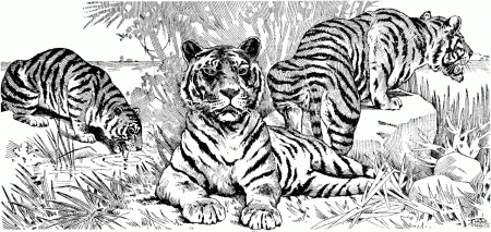 tiger coloring pages to print - High Quality Coloring Pages