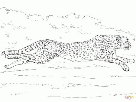 Running Cheetah coloring page | Free Printable Coloring Pages