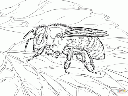 Western Honey Bee coloring page | Free Printable Coloring Pages