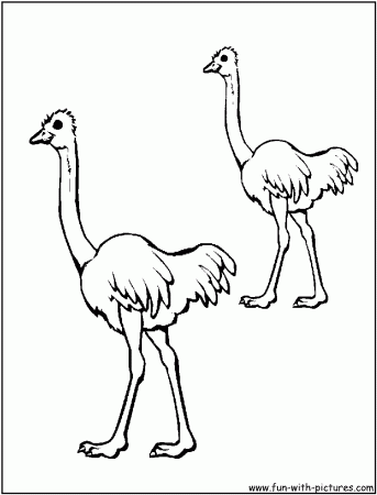 Emu Coloring Page