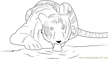 Tiger Drink Water Coloring Page - Free Tiger Coloring Pages :  ColoringPages101.com