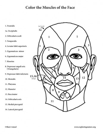 Muscles of the Face Coloring Page