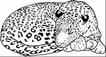 Snow Leopard Coloring Pages - Auromas.com