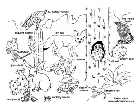 Desert Animals 1 Coloring Page - Free Printable Coloring Pages for Kids