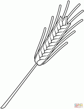 Wheat coloring page | Free Printable Coloring Pages