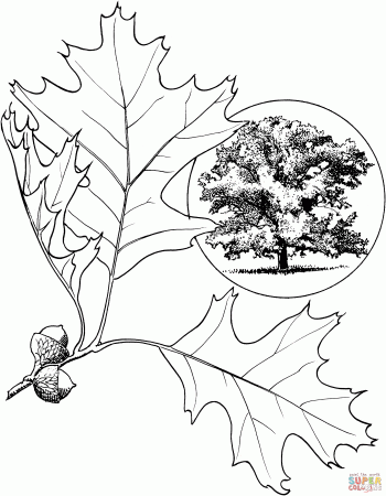Oak tree coloring pages
