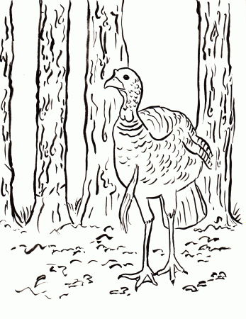 Wild Turkey Coloring Page - Samantha Bell