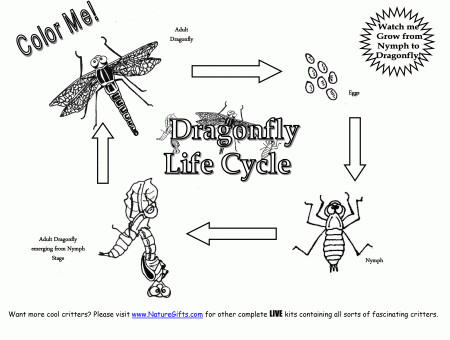 FREE Dragonfly Life Cycle Coloring Page