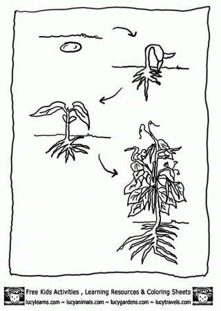bean-plant-lifecycle-bean-coloring-page-1.gif (603Ã848 ...