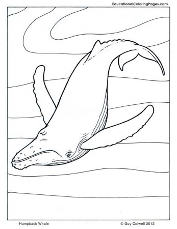 whale coloring | Animal Coloring Pages for Kids