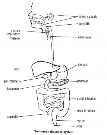 Human Digestive System Coloring Page - High Quality Coloring Pages