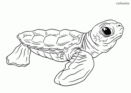 Turtles coloring pages » Free & Printable » Turtle coloring sheets
