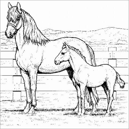 Realistic Horse Coloring Pages for Adults - ColoringBay