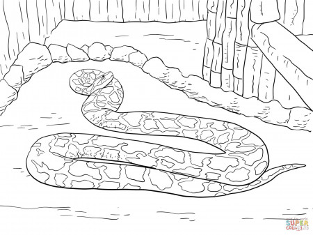 Burmese Python coloring page | Free Printable Coloring Pages
