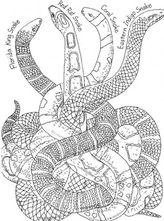 Chinese New Year Snake Coloring Pages | Family Holiday | Snake coloring  pages, Animal coloring pages, Coloring pages