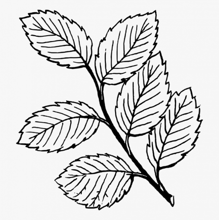 Clip Art Mint Drawing - Leaves Black And White is a free transparent  background clipart image uploaded by Reynavalk… | Leaf coloring page, Leaf  outline, Rose leaves