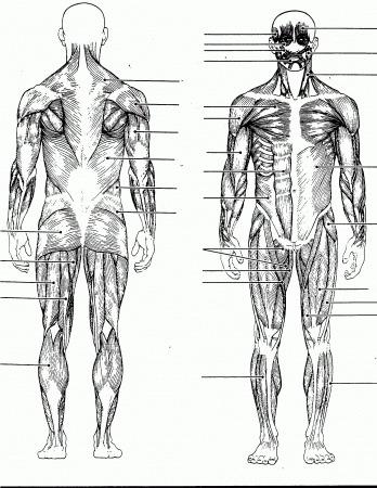 Muscle System Diagram Blank - Human Anatomy Diagram